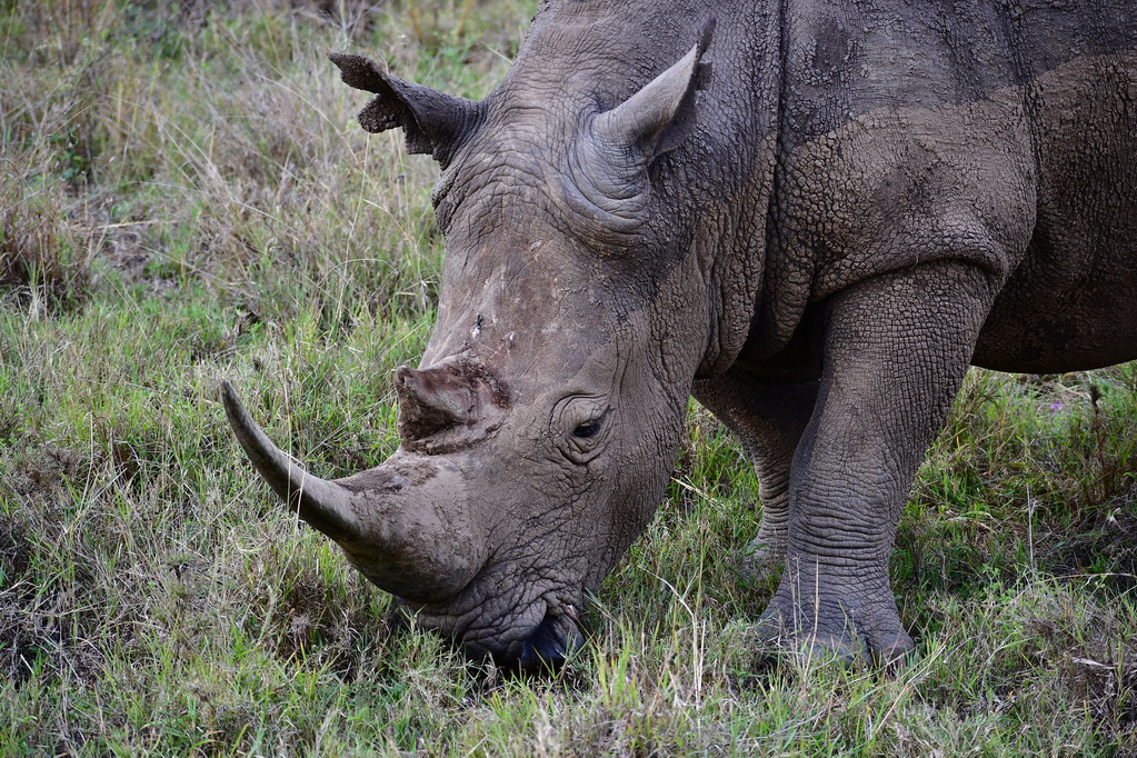 Nairobi National Park
